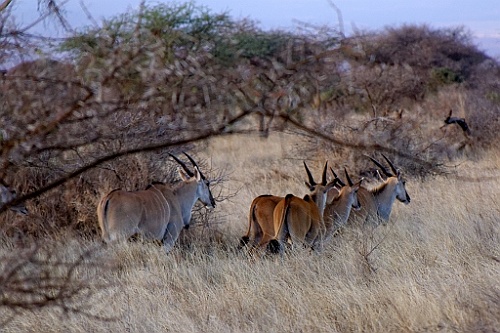 Kenia (93)